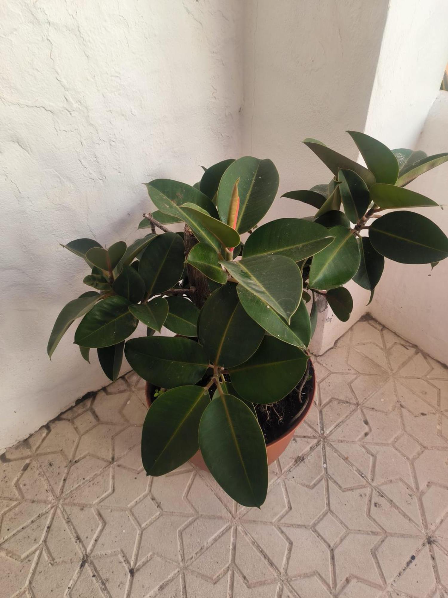Apartament Piscina, Wifi, Patio Con Vistas Tarifa Zewnętrze zdjęcie